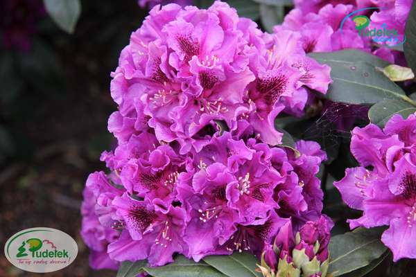 Rhododendron Shaw